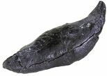 Fossil Sperm Whale Tooth - South Carolina #63550-1